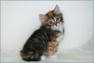 Female Siberian Kitten from Deedlebug Siberians